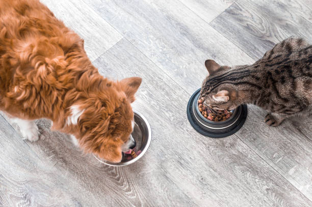 dogs-and-cats-food